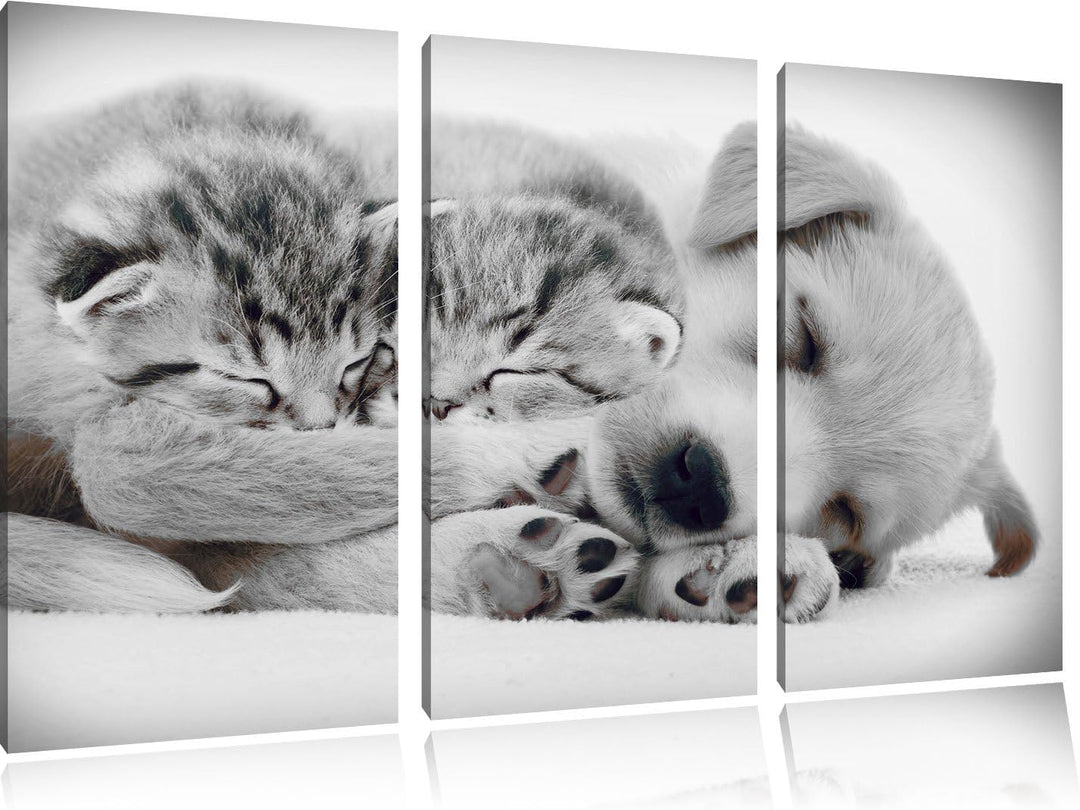 Pixxprint Hundewelpe mit kleinen Kätzchen als Leinwandbild/Grösse: 3 Teilig (120x80) cm/Wandbild/Kun