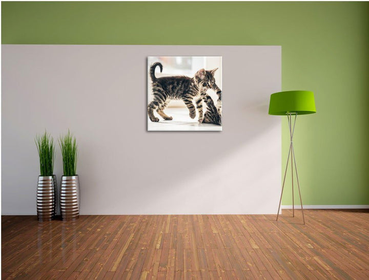 Fighting Cats, Format: 70x70 auf Leinwand, XXL riesige Bilder fertig gerahmt mit Keilrahmen, Kunstdr