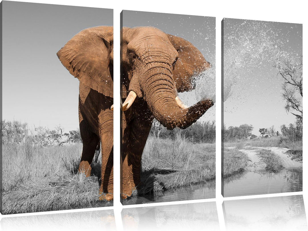 Pixxprint schöner Elefant spritzt mit Wasser als Leinwandbild/Grösse: 3 Teilig (120x80) cm/Wandbild/
