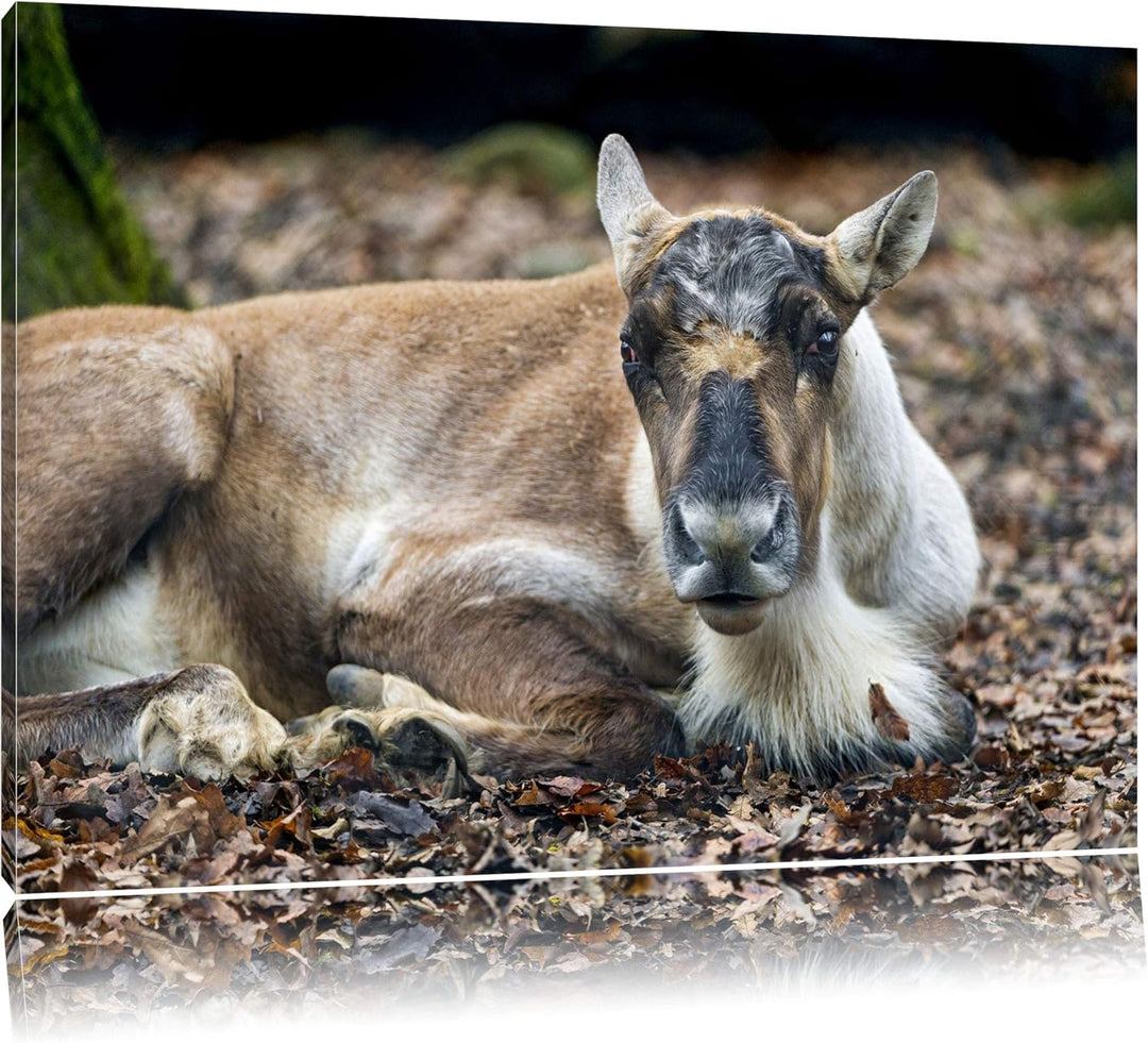 Pixxprint junger Elch auf Leinwand, XXL riesige Bilder fertig gerahmt mit Keilrahmen, Kunstdruck auf