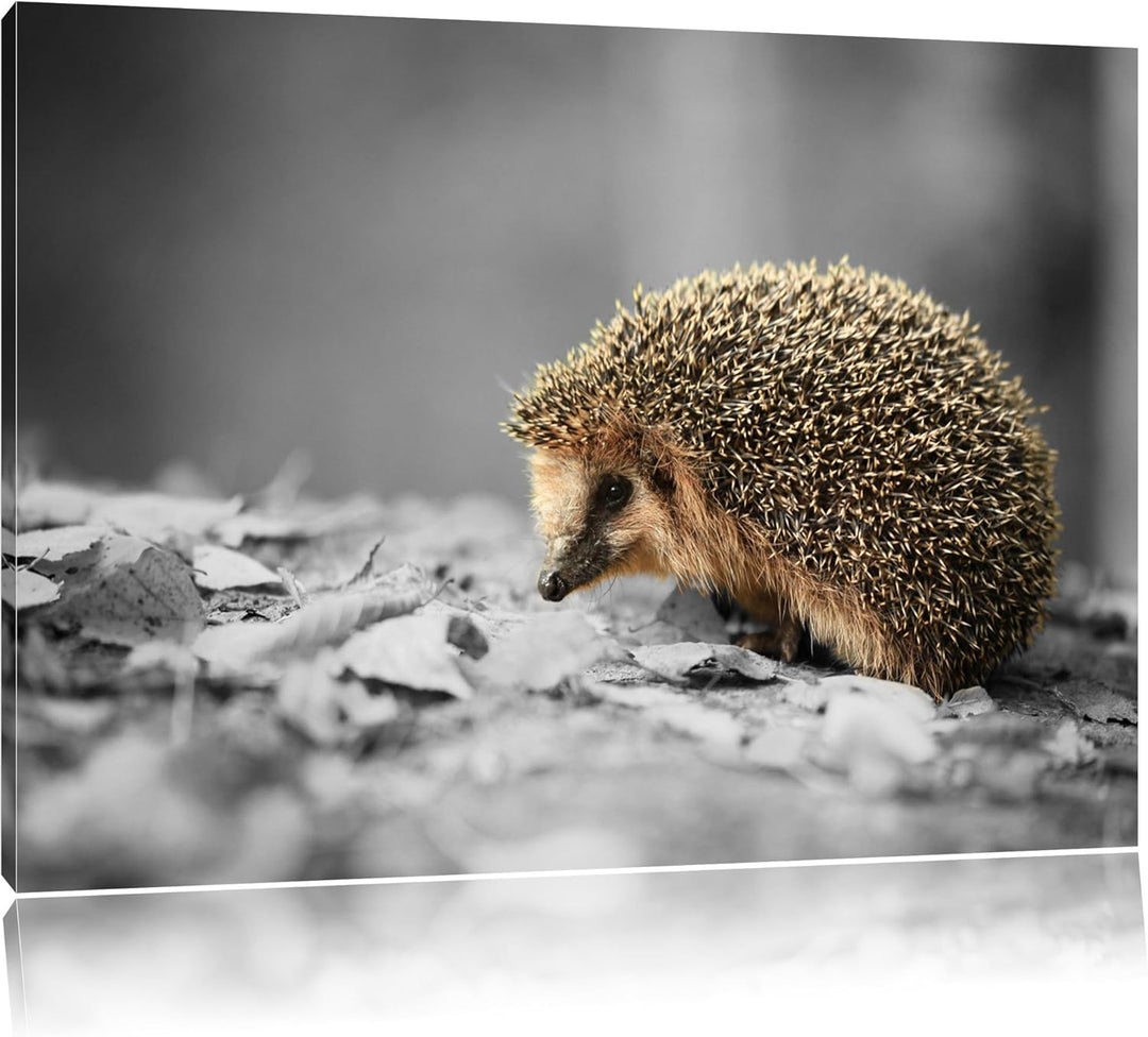 kleiner süsser Igel im Laub schwarz/weiss Format: 100x70 auf Leinwand, XXL riesige Bilder fertig ger