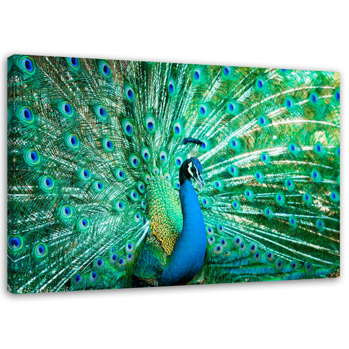 Feeby Wanddeko Pfau Leinwandbild Kunstdruck Tier Blau 60x40 cm M_8717 60x40 cm, M_8717 60x40 cm