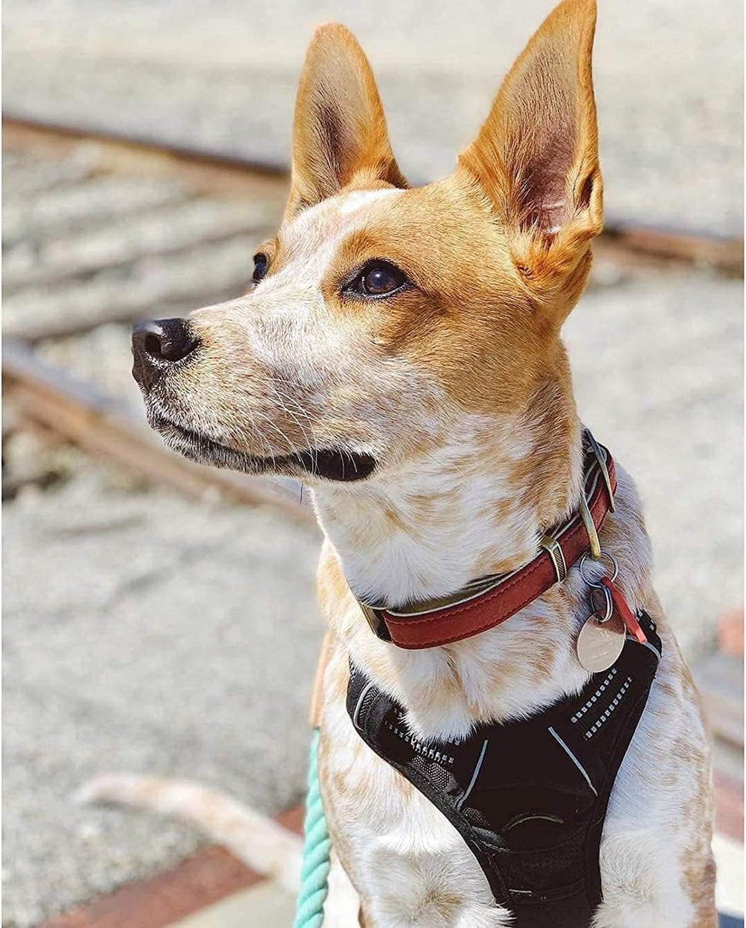 rabbitgoo Hundegeschirr Mittelgrosse Hunde, Anti Zug Geschirr mit Kontrolle, No Pull Verstellbar Hun