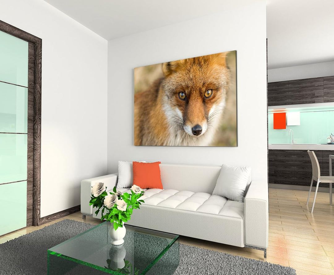 Paul Sinus Art Kunstfoto auf Leinwand 60x40cm Tierfotografie – Roter europäischer Fuchs auf Leinwand