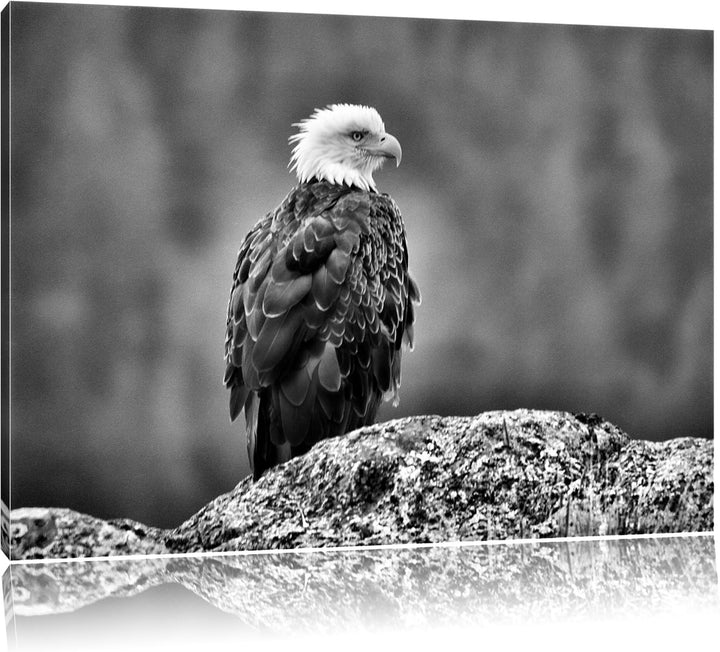 Pixxprint Monocrome, wachsamer Adler auf Fels, Format: 100x70 auf Leinwand, 100x70