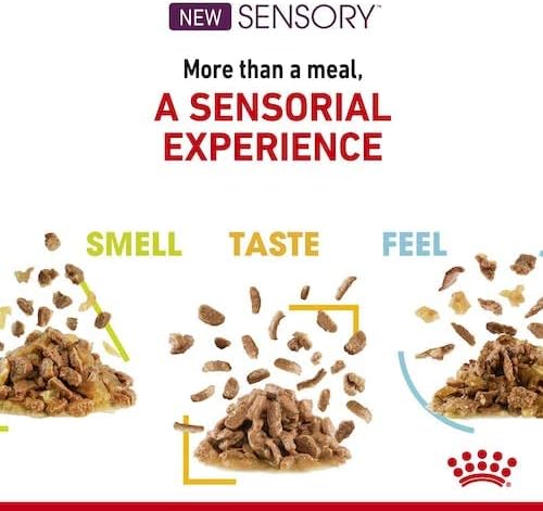 Royal Canin Sensory Smell Jelly | Doppelpack | 2 x 12 x 85 g | Nassfutter für ausgewachsene Katzen |