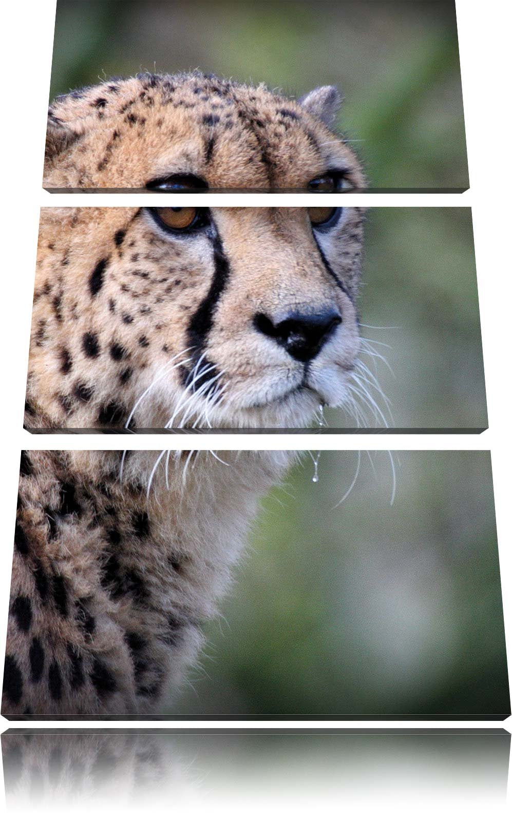 Pixxprint bildschöner Gepard als Leinwandbild/Grösse: 3 Teilig (120x80) cm/Wandbild/Kunstdruck/ferti