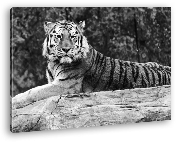 deyoli anmutiger ruhiger Tiger Format: 80x60 Effekt: Schwarz/Weiss als Leinwandbild Motiv fertig ger