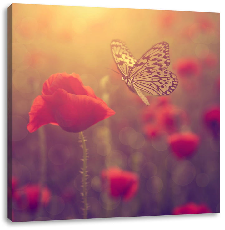 Mohn und Schmetterling, Format: 70x70 auf Leinwand, XXL riesige Bilder fertig gerahmt mit Keilrahmen