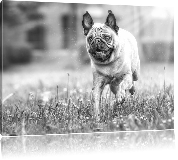 Rennender Mops Kunst B&W, Format: 100x70 auf Leinwand, XXL riesige Bilder fertig gerahmt mit Keilrah