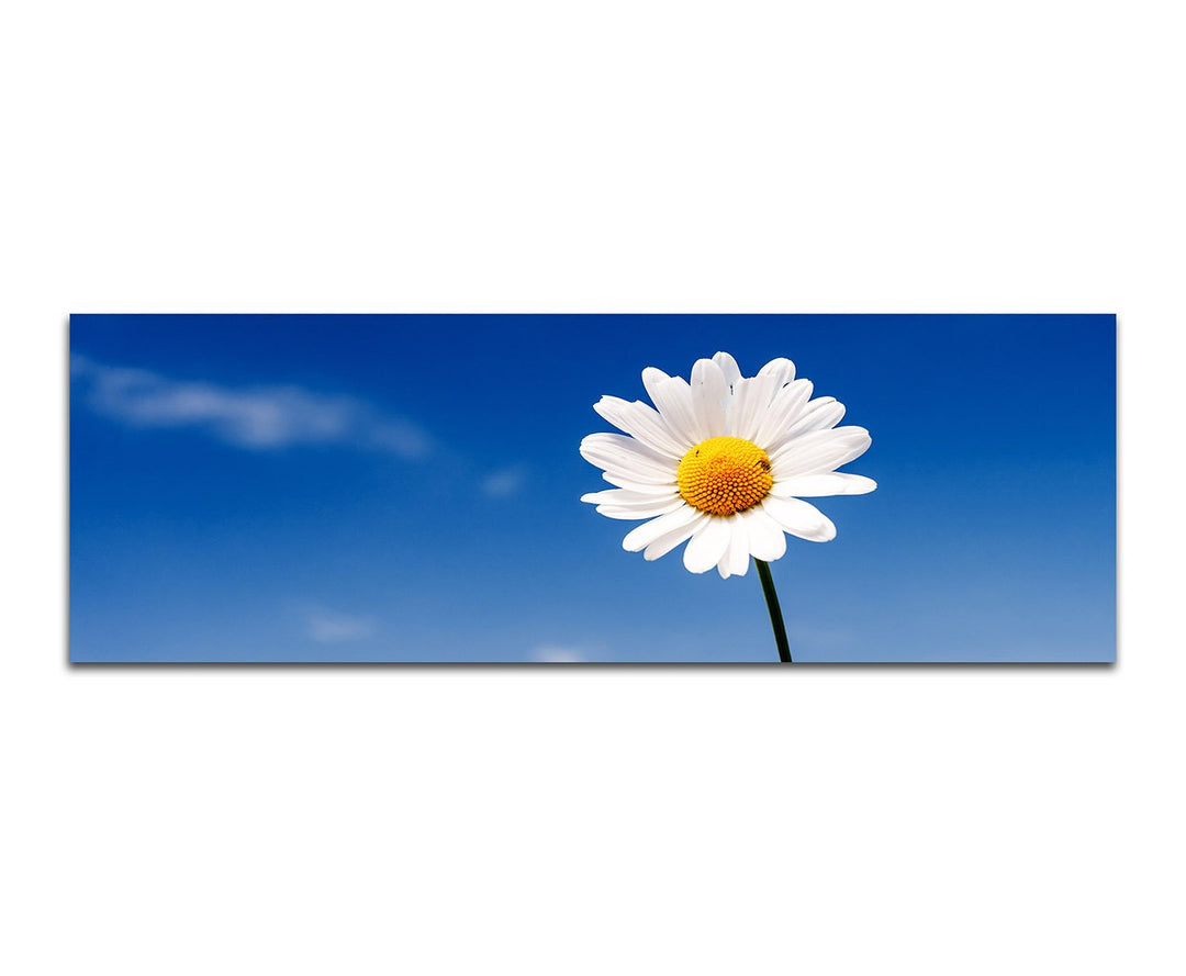Paul Sinus Art Panoramabild auf Leinwand und Keilrahmen 150x50cm Gänseblümchen Sommer Himmel