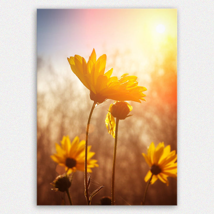 ge Bildet Bild auf Leinwand | Gänseblümchen in 50x70 cm als Wandbild | Wand-deko Dekoration Wohnung