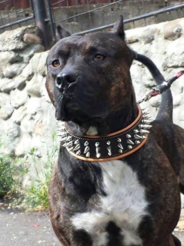 Bestia "Danger Echtleder Hundehalsband mit Schraubspitzen und Leder Innenpolsterung. 6,5 cm breit XX