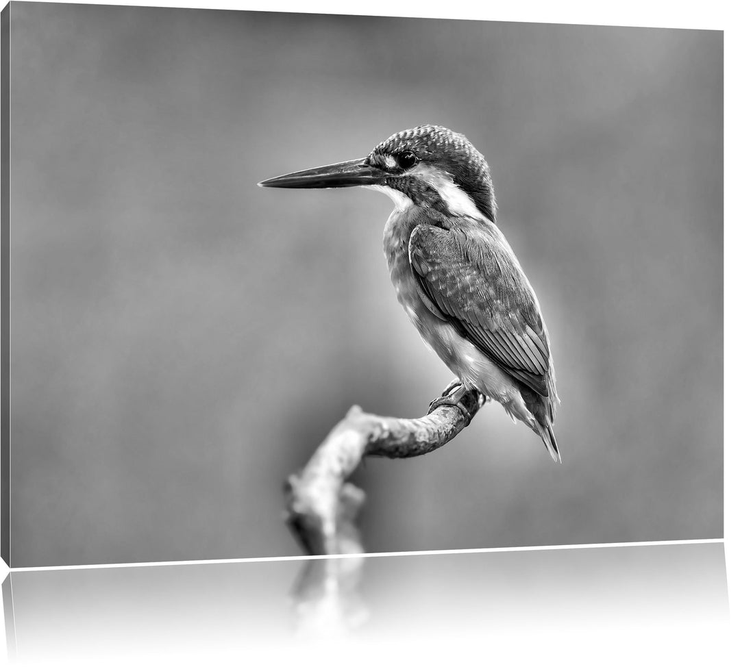 Pixxprint Kleiner Eisvogel als Leinwandbild/Grösse: 100x70 cm/Wandbild/Kunstdruck/fertig bespannt, 1