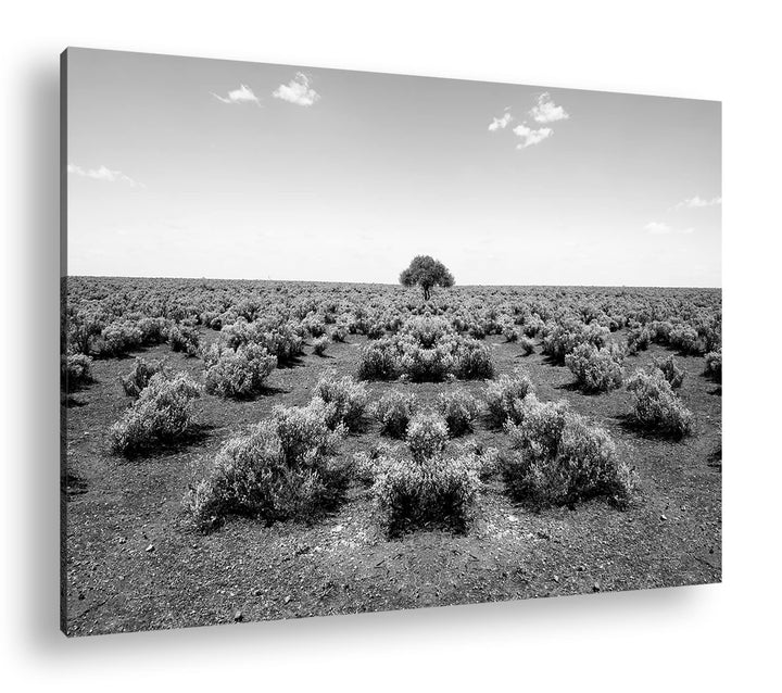 deyoli einsamer Baum in unfruchtbaren Wüste Format: 60x40 Effekt: Schwarz&Weiss als Leinwandbild, Mo