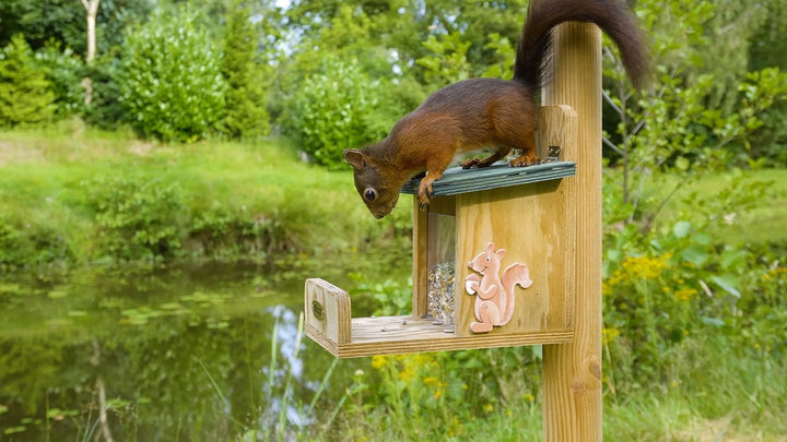 dobar® 22219e Eichhörnchenfutterstation - Eichhörnchen Futterhaus Massivholz - Futterbox zum Eichhör