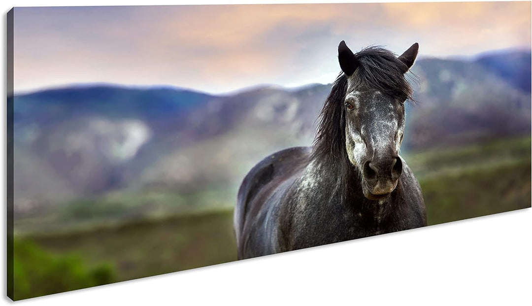 stolzes Pferd Panorama 120x60 cm als Leinwandbild, Motiv fertig gerahmt auf Echtholzrahmen, Hochwert