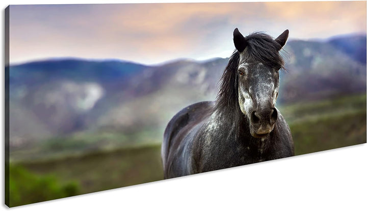 stolzes Pferd Panorama 120x60 cm als Leinwandbild, Motiv fertig gerahmt auf Echtholzrahmen, Hochwert