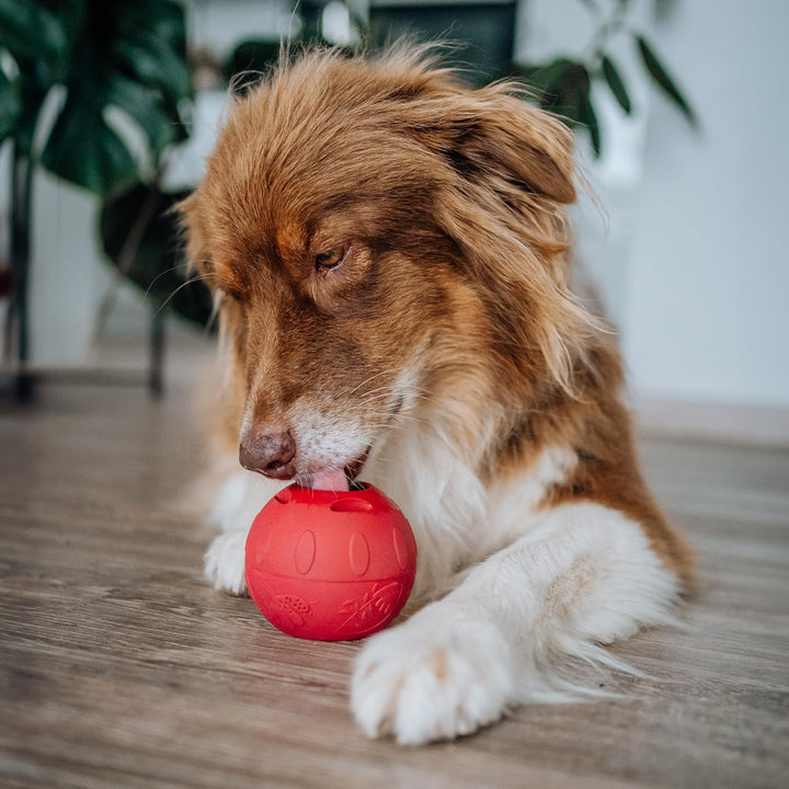 SmoothieDog Schleckball-Set + 1 Schleckball Hundesmoothie 6er Mix Klassik (250ml) - Schleckball für