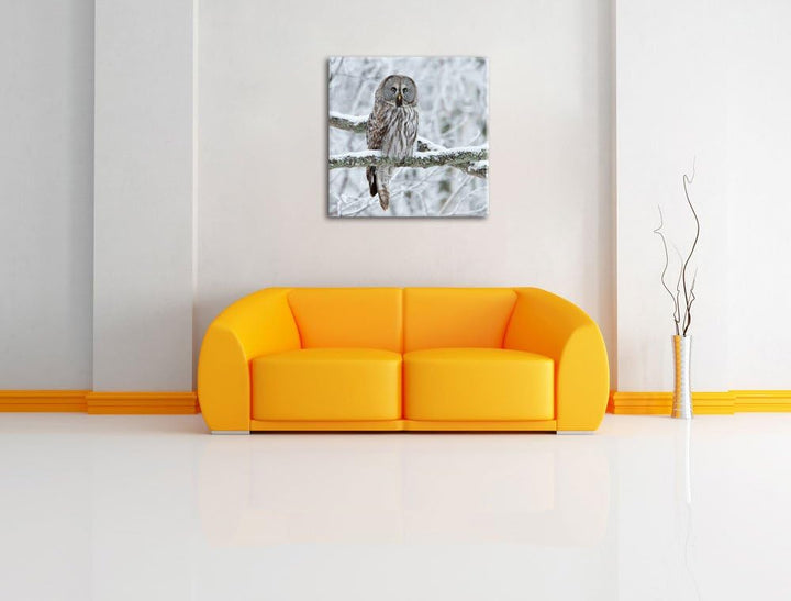 Pixxprint Eule auf AST, Format: 70x70 auf Leinwand, XXL riesige Bilder fertig gerahmt mit Keilrahmen