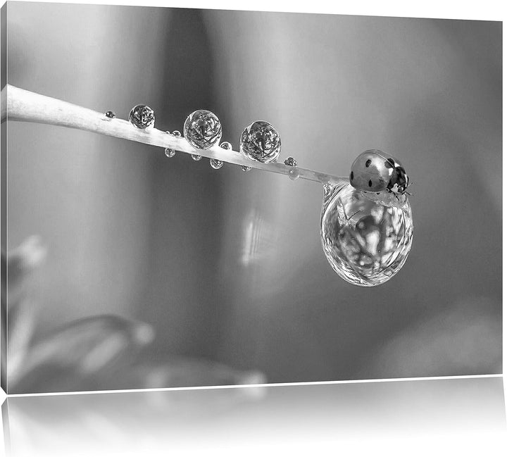 Pixxprint Marienkäfer als Leinwandbild/Grösse: 100x70 / Wandbild/Kunstdruck/fertig bespannt, 100x70