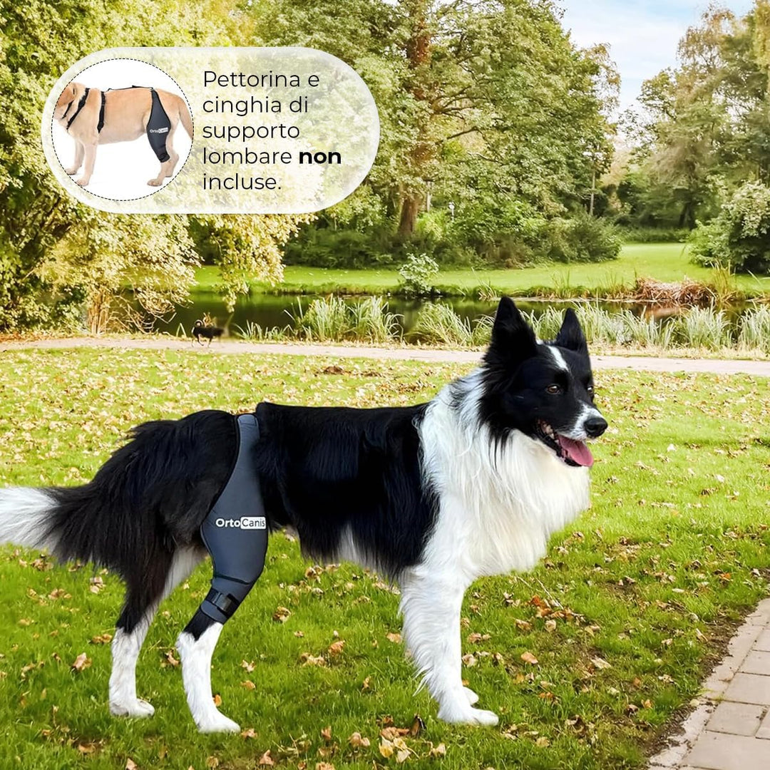 Ortocanis - Kniebandage Hund Hinterbein für das rechte Bein - Hergestellt aus Neopren ARD - Bei Kreu