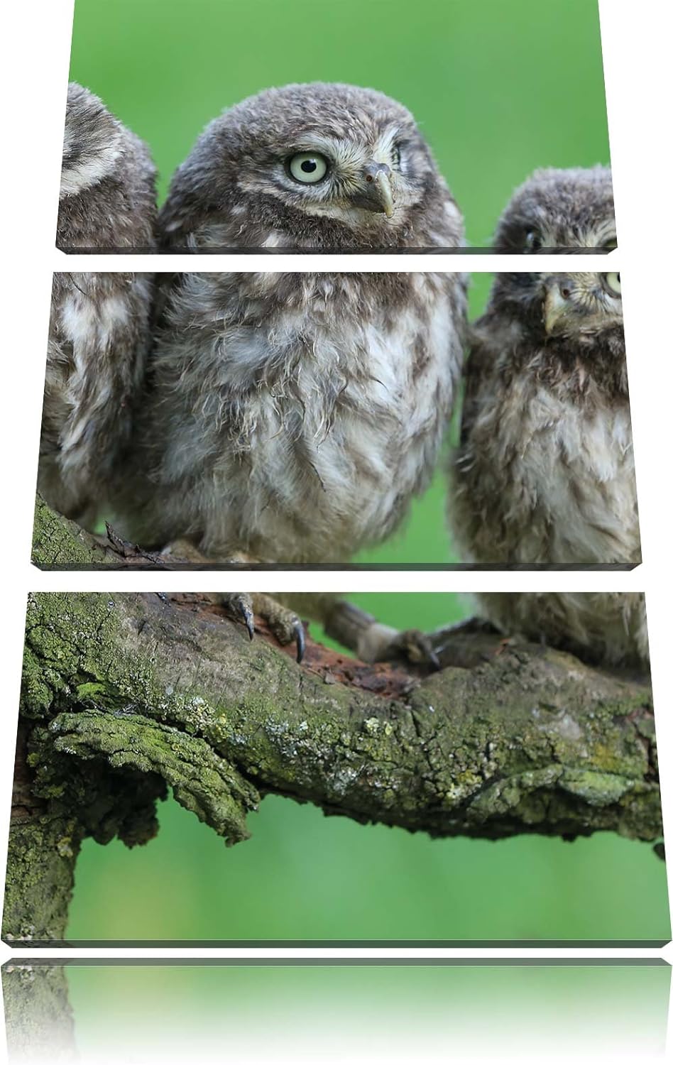 Pixxprint DREI Eulen auf AST als Leinwandbild/Grösse: 3 Teilig (120x80) cm/Wandbild/Kunstdruck/ferti