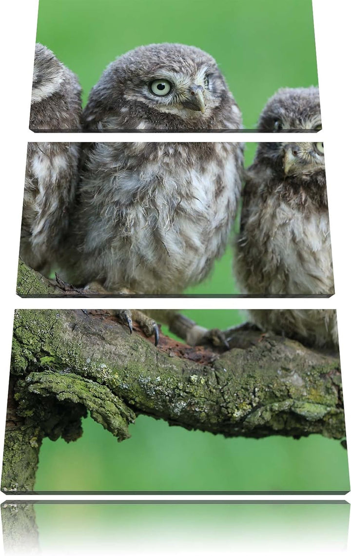 Pixxprint DREI Eulen auf AST als Leinwandbild/Grösse: 3 Teilig (120x80) cm/Wandbild/Kunstdruck/ferti
