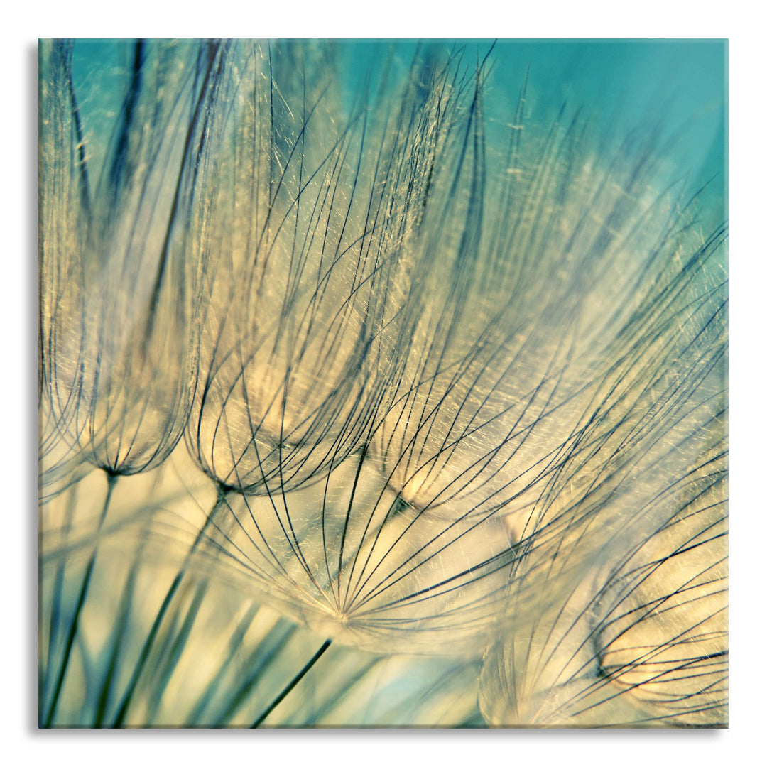 Pixxprint Glasbild | Wandbild auf Echtglas | Pusteblumen | 50x50 cm | inkl. Aufhängung und Abstandsh