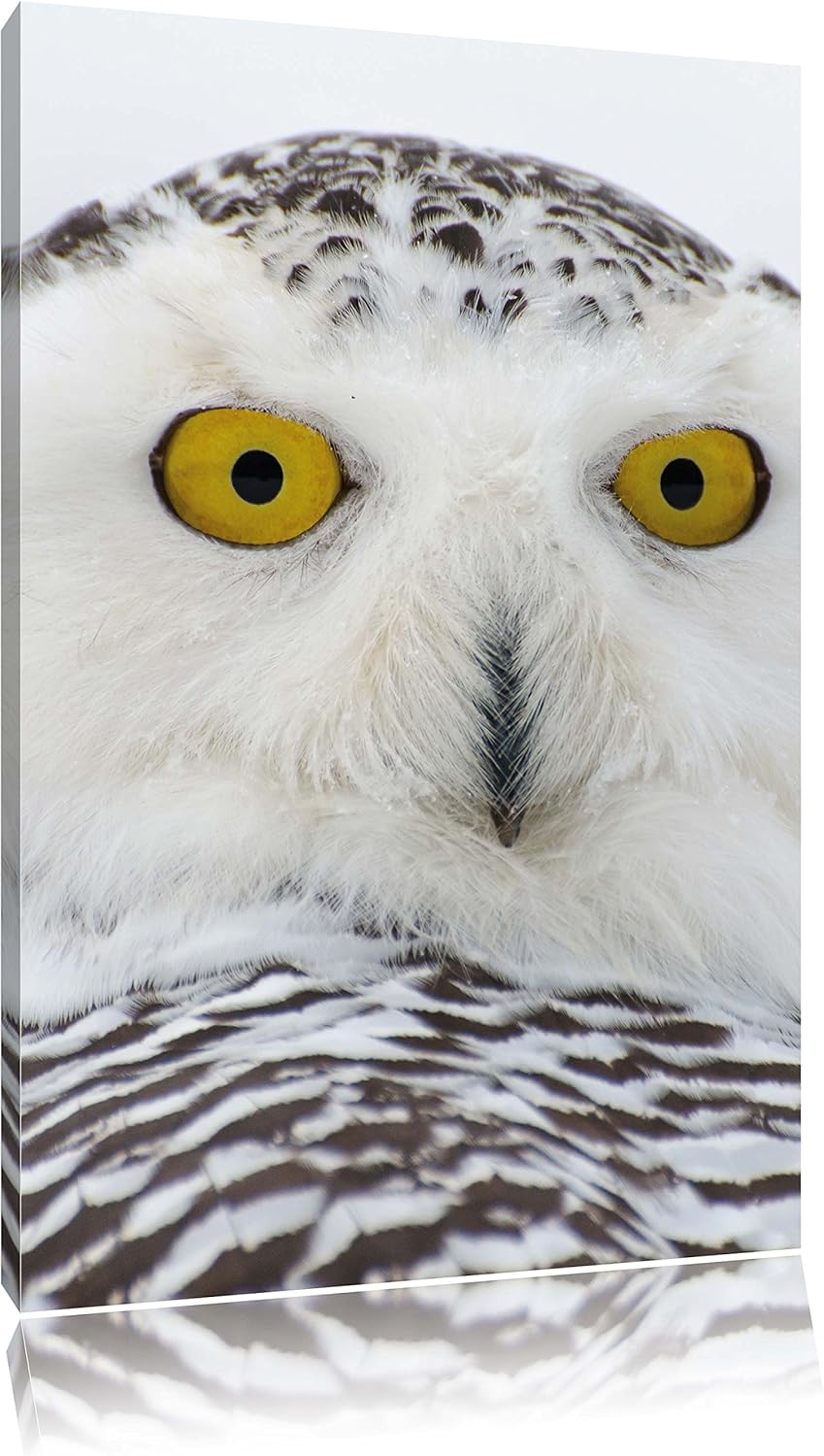 Pixxprint Schnee-Eule, Format: 100x70 auf Leinwand, XXL riesige Bilder fertig gerahmt mit Keilrahmen