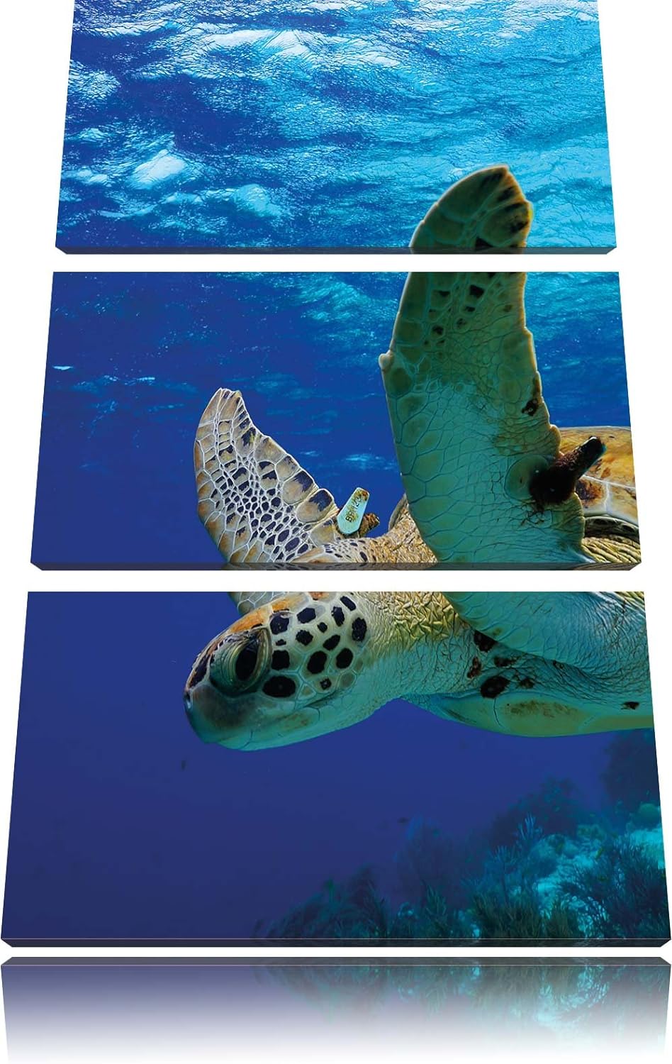 Pixxprint Schildkröte im Riff als Leinwandbild/Grösse: 3 Teilig (120x80) cm/Wandbild/Kunstdruck/fert