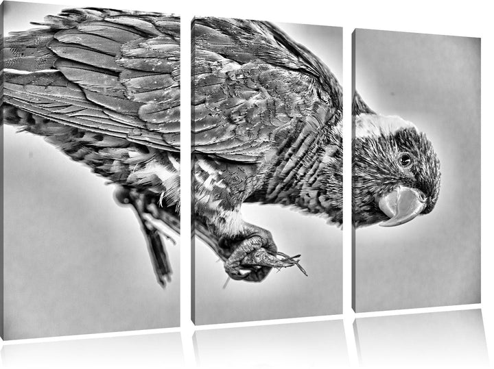 Pixxprint Edelpapagei auf AST als Leinwandbild/Grösse: 3 Teilig (120x80) cm/Wandbild/Kunstdruck/fert