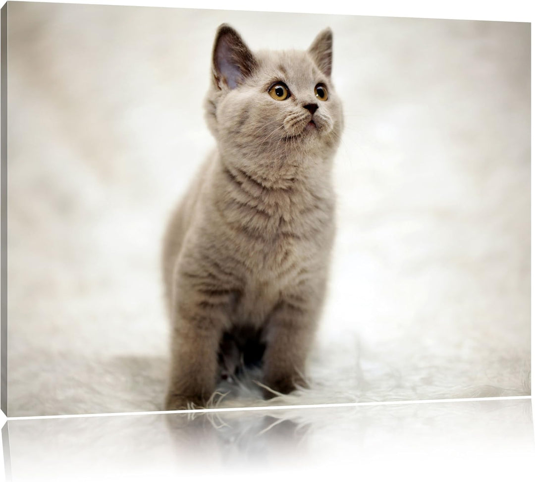 Pixxprint Niedliches Katzenbaby auf Teppich als Leinwandbild/Grösse: 100x70 cm/Wandbild/Kunstdruck/f