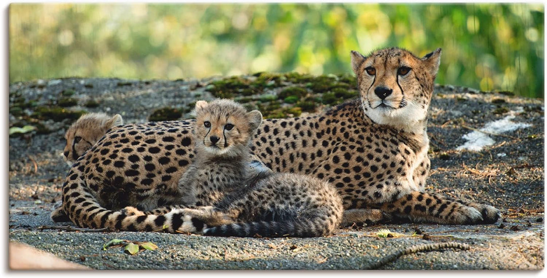 ARTland Leinwandbilder Wandbild Bild auf Leinwand 60 x 30 cm Wanddeko Afrika Natur Portrait Tiere Wi