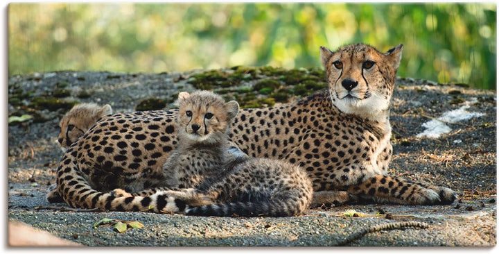 ARTland Leinwandbilder Wandbild Bild auf Leinwand 60 x 30 cm Wanddeko Afrika Natur Portrait Tiere Wi