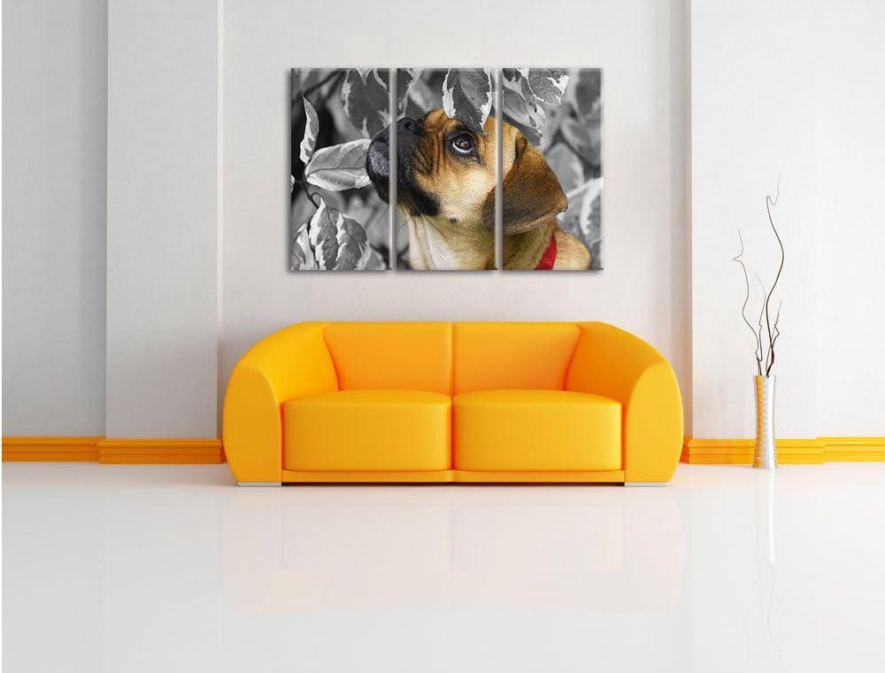 Pixxprint zwischen Blättern Mops als Leinwandbild/Grösse: 3 Teilig (120x80) cm/Wandbild/Kunstdruck/f