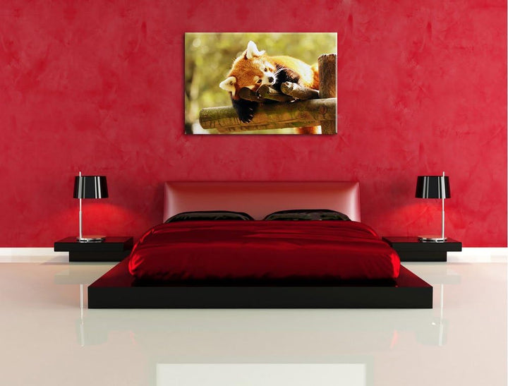 Kleiner Panda träumt Format: 100x70 auf Leinwand, XXL riesige Bilder fertig gerahmt mit Keilrahmen,