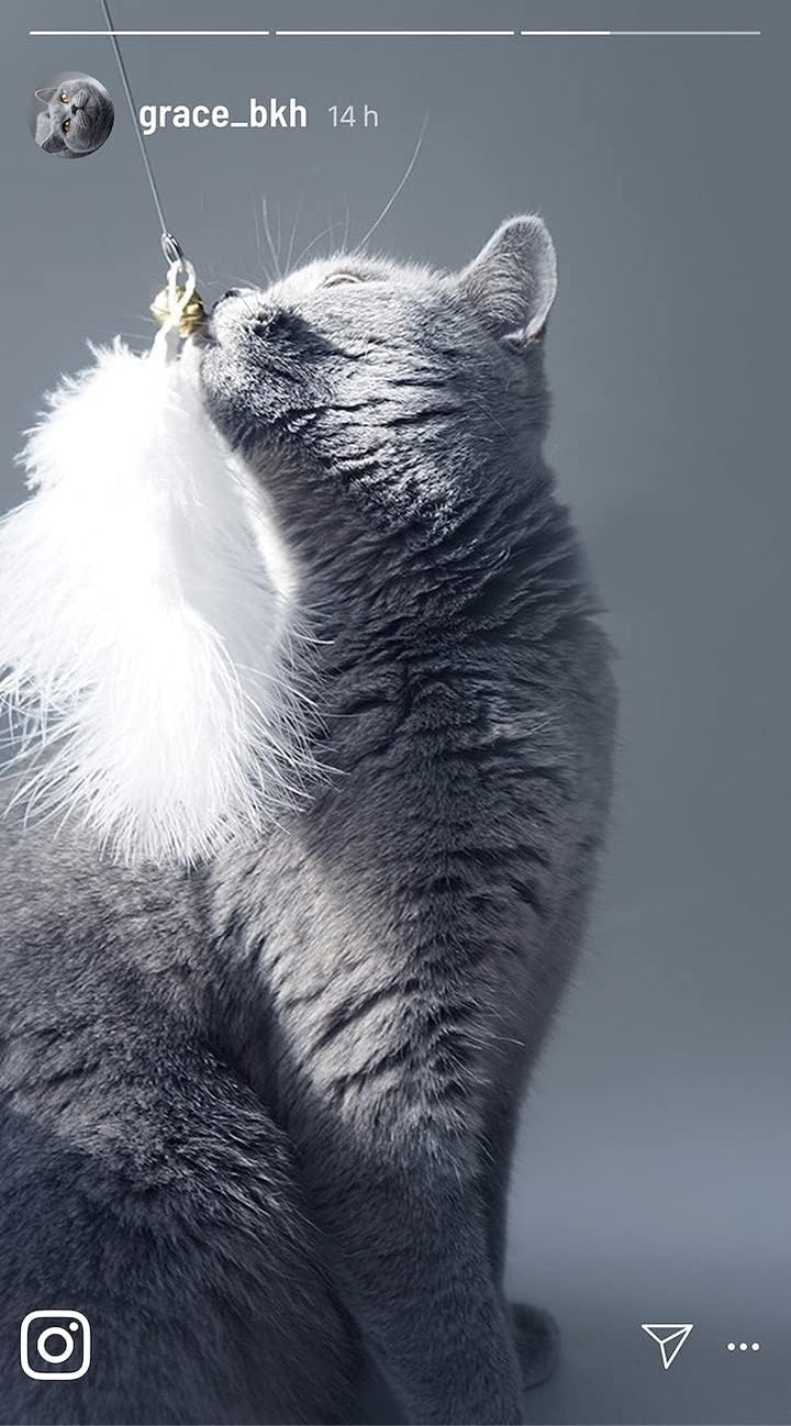 Katzenangel Katzenspielzeug | Stabiler Langer Draht mit 4 Anhängern zum Wechseln mit Federn, echtem