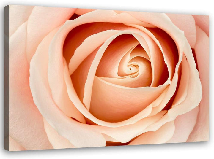 Feeby Bild auf Leinwand Natur Kunstdruck modern Blume Orange 80x60 cm M14558 80x60 cm, M14558 80x60