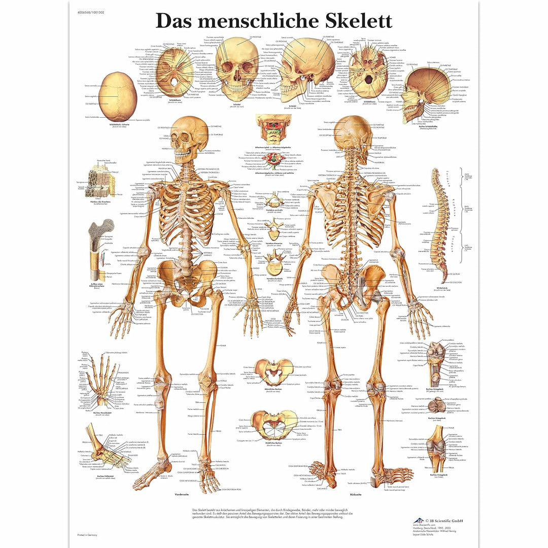3B Scientific Lehrtafel laminiert - Die menschliche Muskulatur &amp; Lehrtafel laminiert - Das menschlic