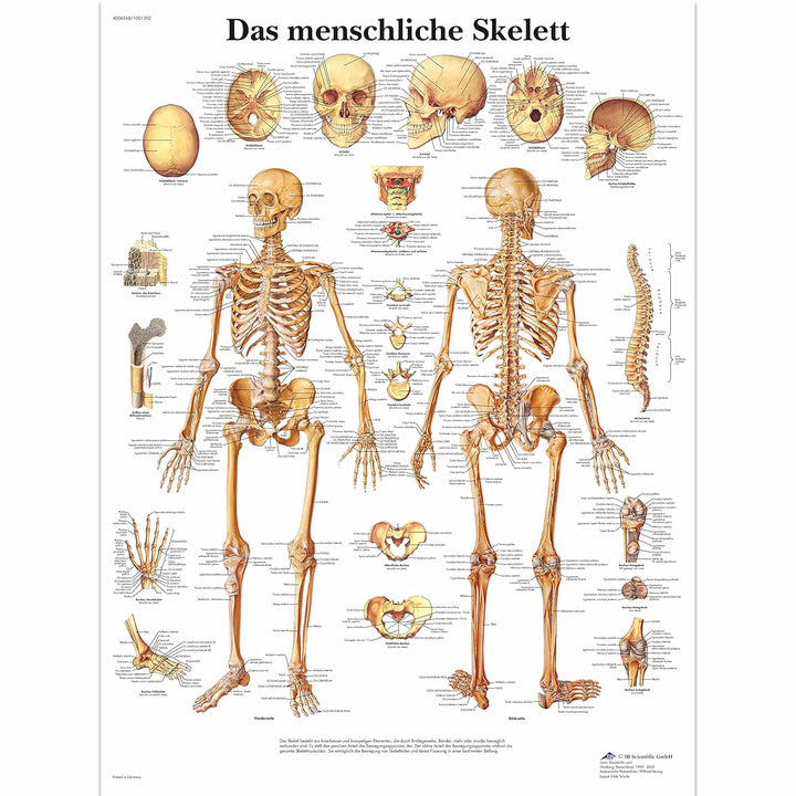 3B Scientific Lehrtafel laminiert - Die menschliche Muskulatur &amp; Lehrtafel laminiert - Das menschlic