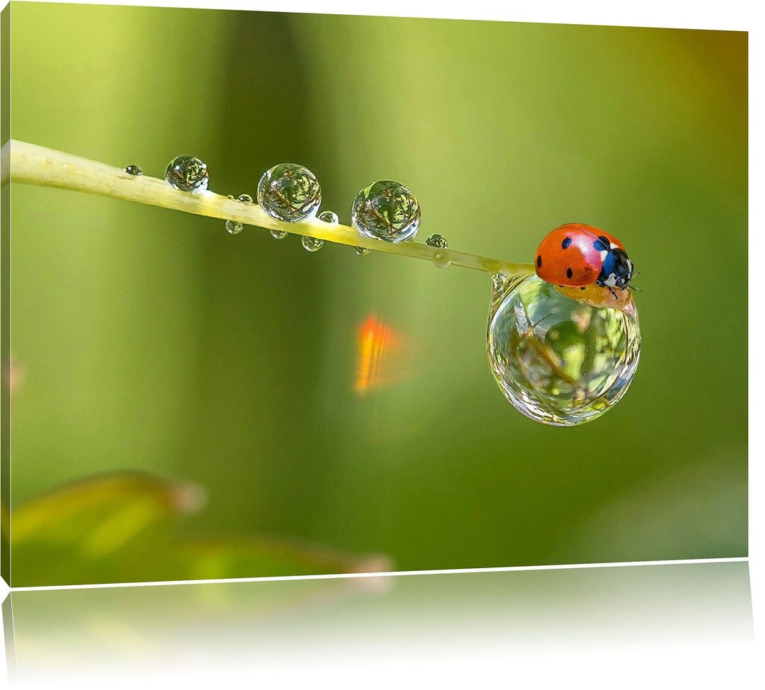 Pixxprint Marienkäfer Wassertropfen als Leinwandbild/Grösse: 100x70 cm/Wandbild/Kunstdruck/fertig be