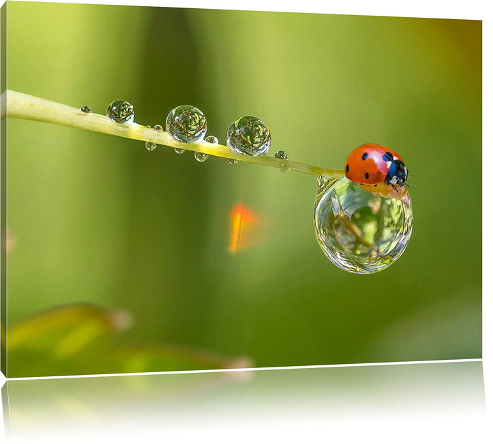 Pixxprint Marienkäfer Wassertropfen als Leinwandbild/Grösse: 100x70 cm/Wandbild/Kunstdruck/fertig be