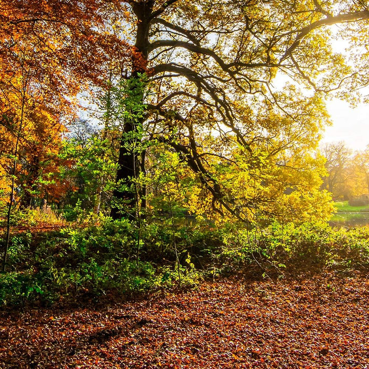 Wanddeko XXL Landschaft Leinwandbild 5 Teilig Herbst Blätter Bäume bunt 100x70 cm Leinwandbild 100x7
