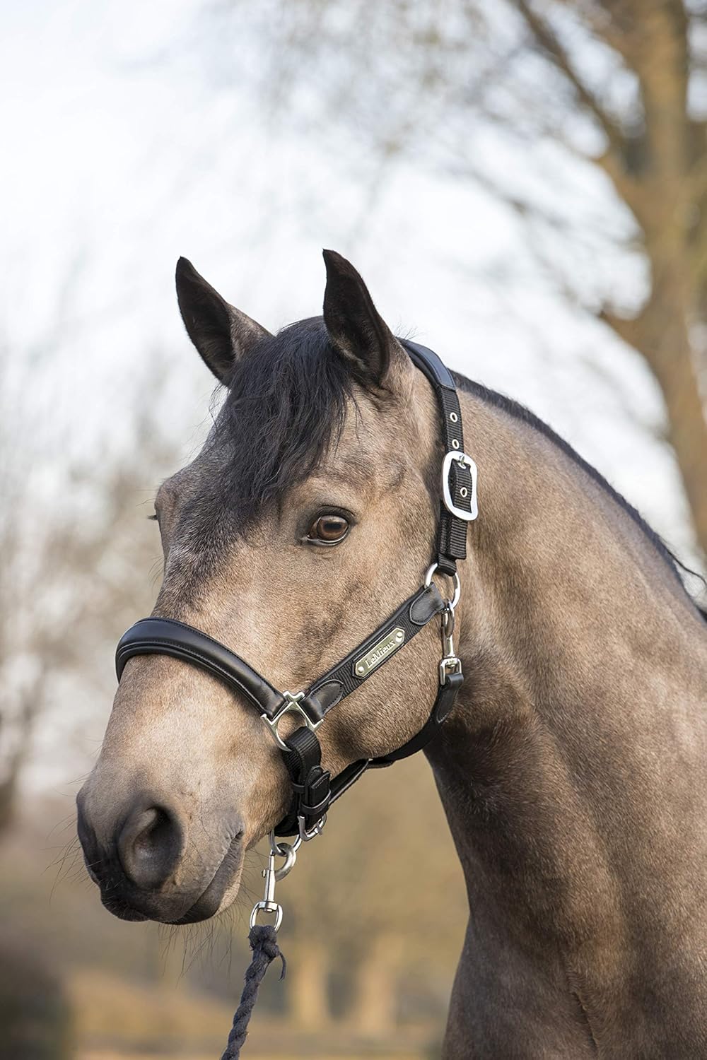LeMieux Capella Headcollar Halfter Cob Schwarz, Cob Schwarz