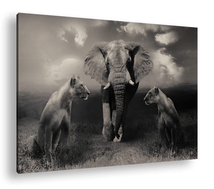 Tiere der Safarie Format: 80x60 als Leinwandbild, Motiv fertig gerahmt auf Echtholzrahmen, Hochwerti