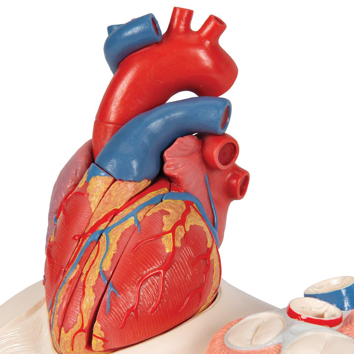 3B Scientific Menschliche Anatomie - Herzmodell in Lebensgrösse mit magnetischen Verbindungen, 5-tei