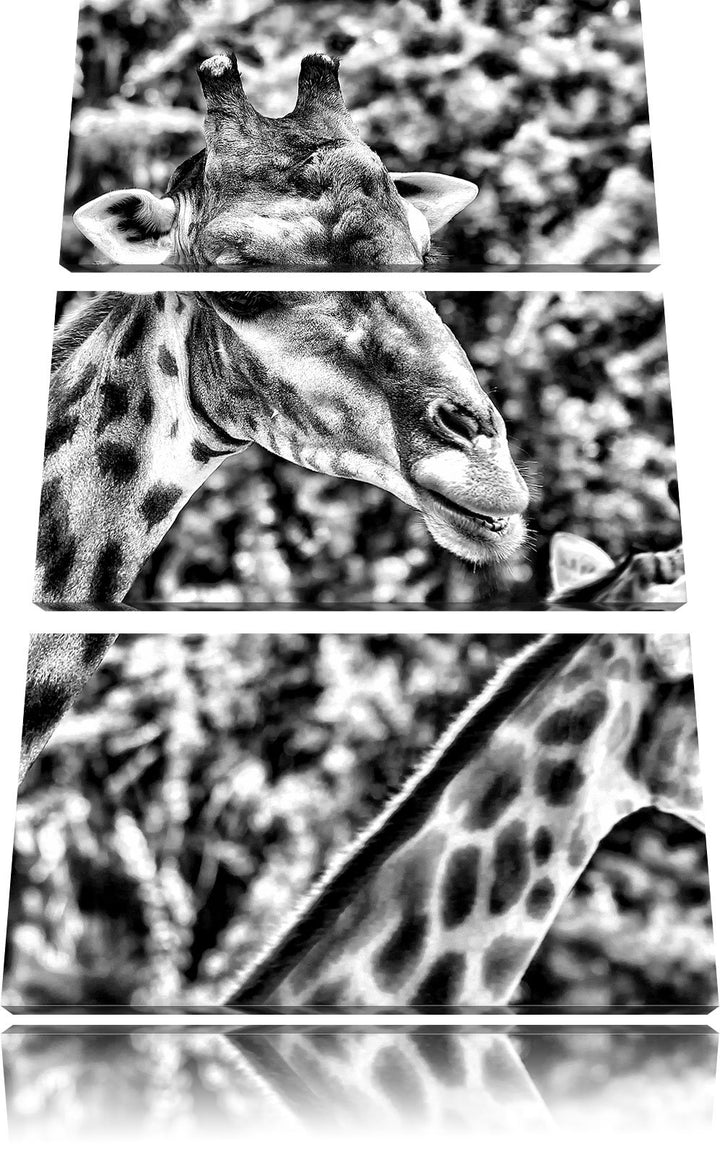 Pixxprint Monocrome, Giraffen 3-Teiler Leinwandbild 120x80 Bild auf Leinwand