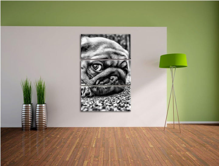 Pixxprint Süsser Mops auf Teppich als Leinwandbild/Grösse: 3 Teilig (120x80 cm) cm/Wandbild/Kunstdru