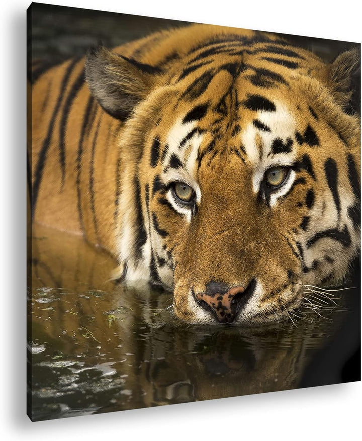 deyoli lauernder Tiger Format: 70x70 cm als Leinwandbild, Motiv fertig gerahmt auf Echtholzrahmen, H